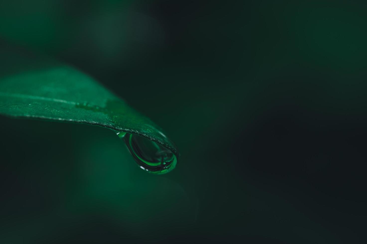 Water drop on a leaf photo