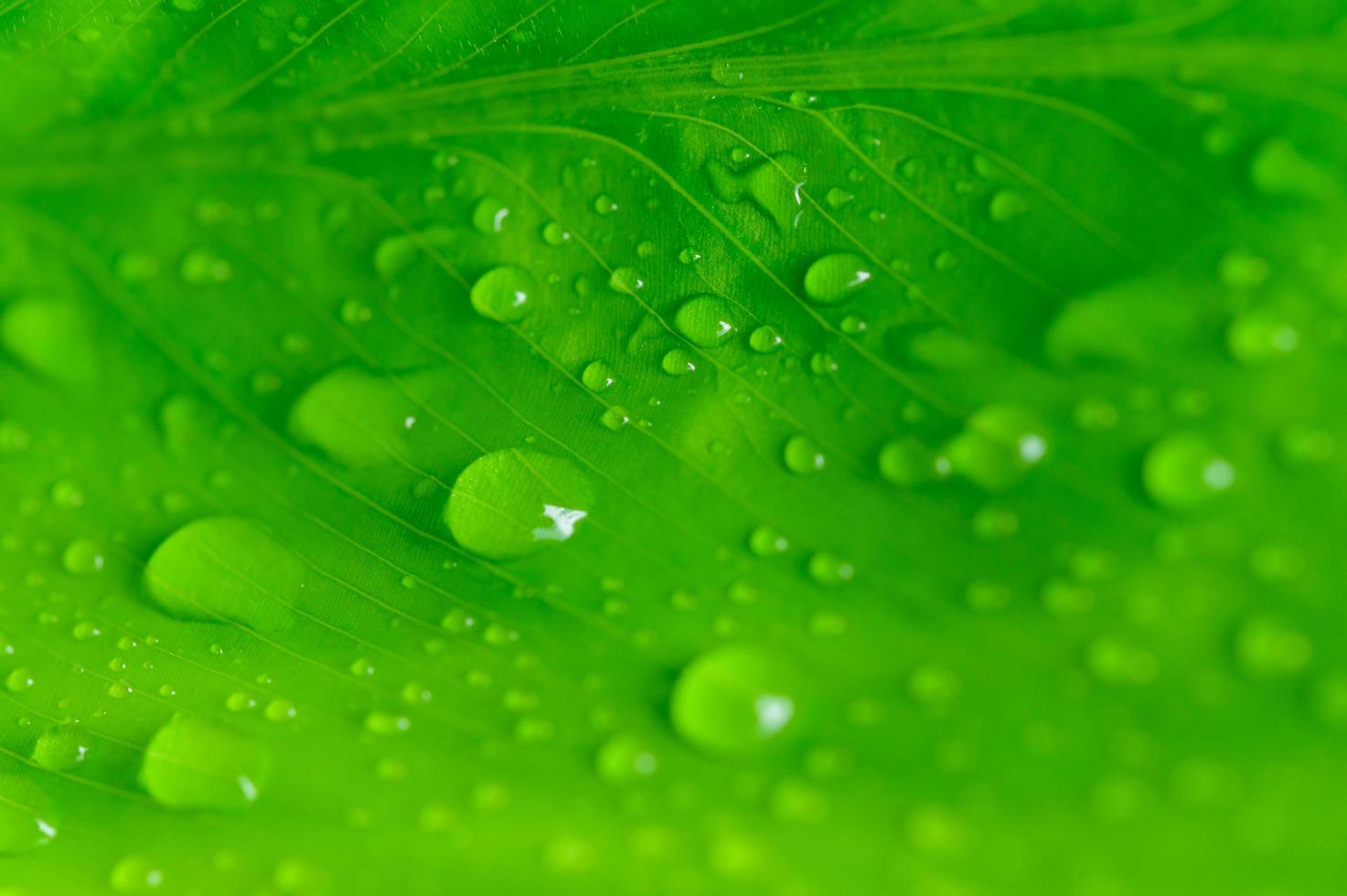 Water drops on green leaf photo