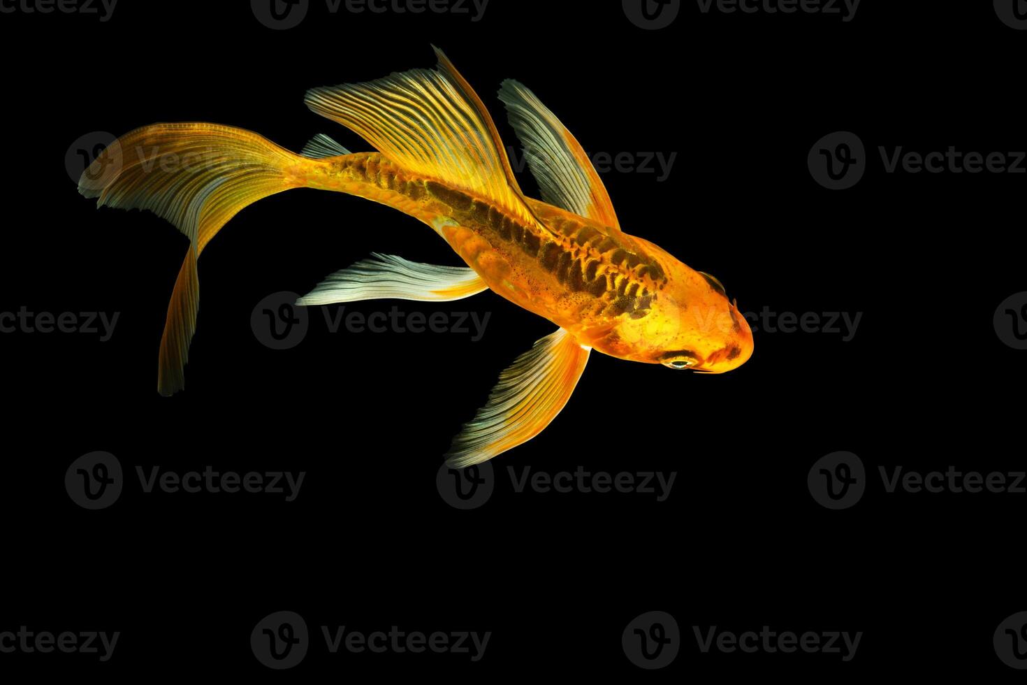 koi mariposa sobre fondo negro foto
