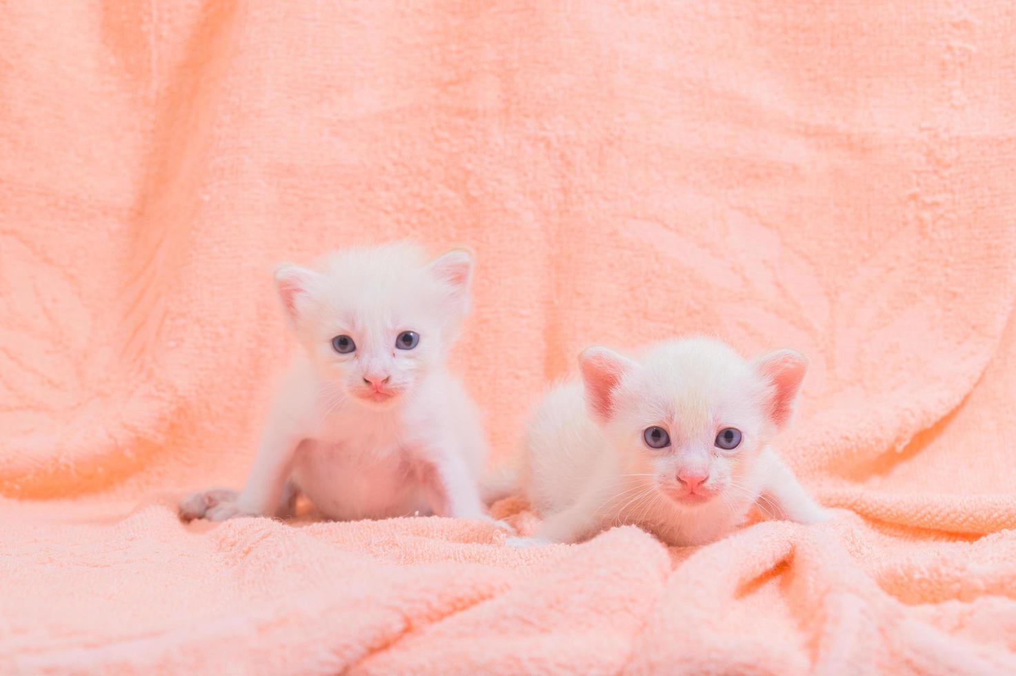 Cute white kittens on a towel photo