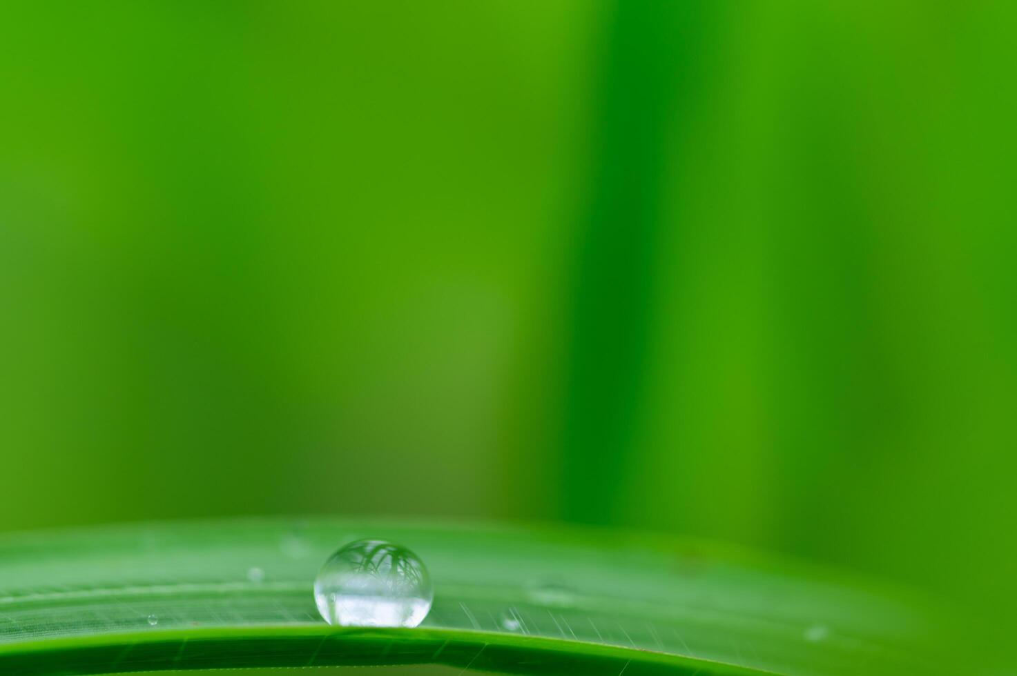 gota de agua en una hoja foto