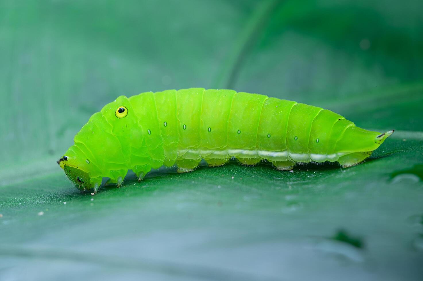 Green caterpillar on the leaf photo