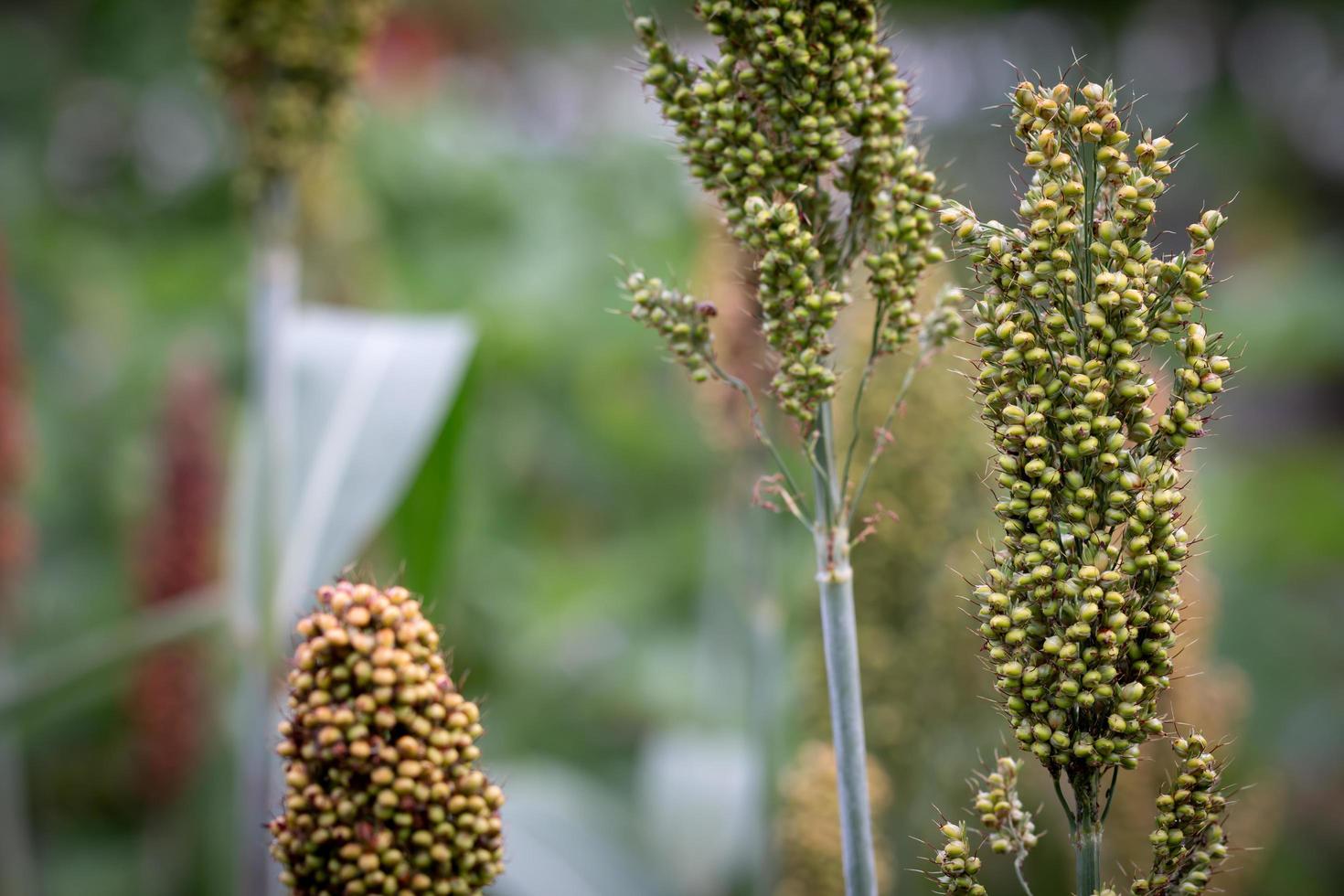 Close up millets in the field photo