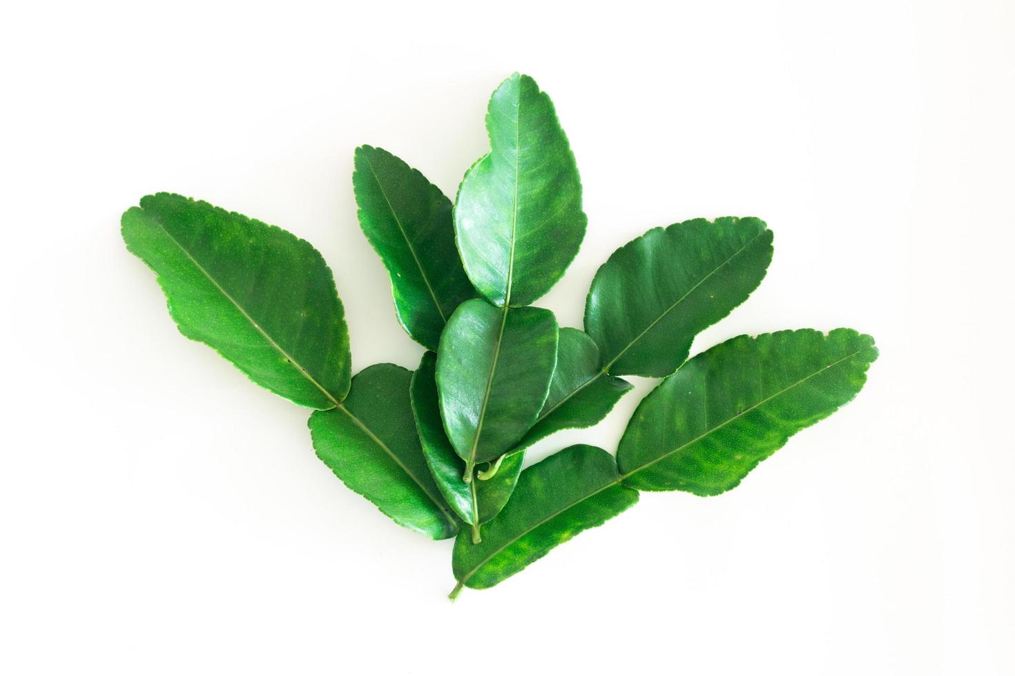 Fresh green kaffir lime leaves photo