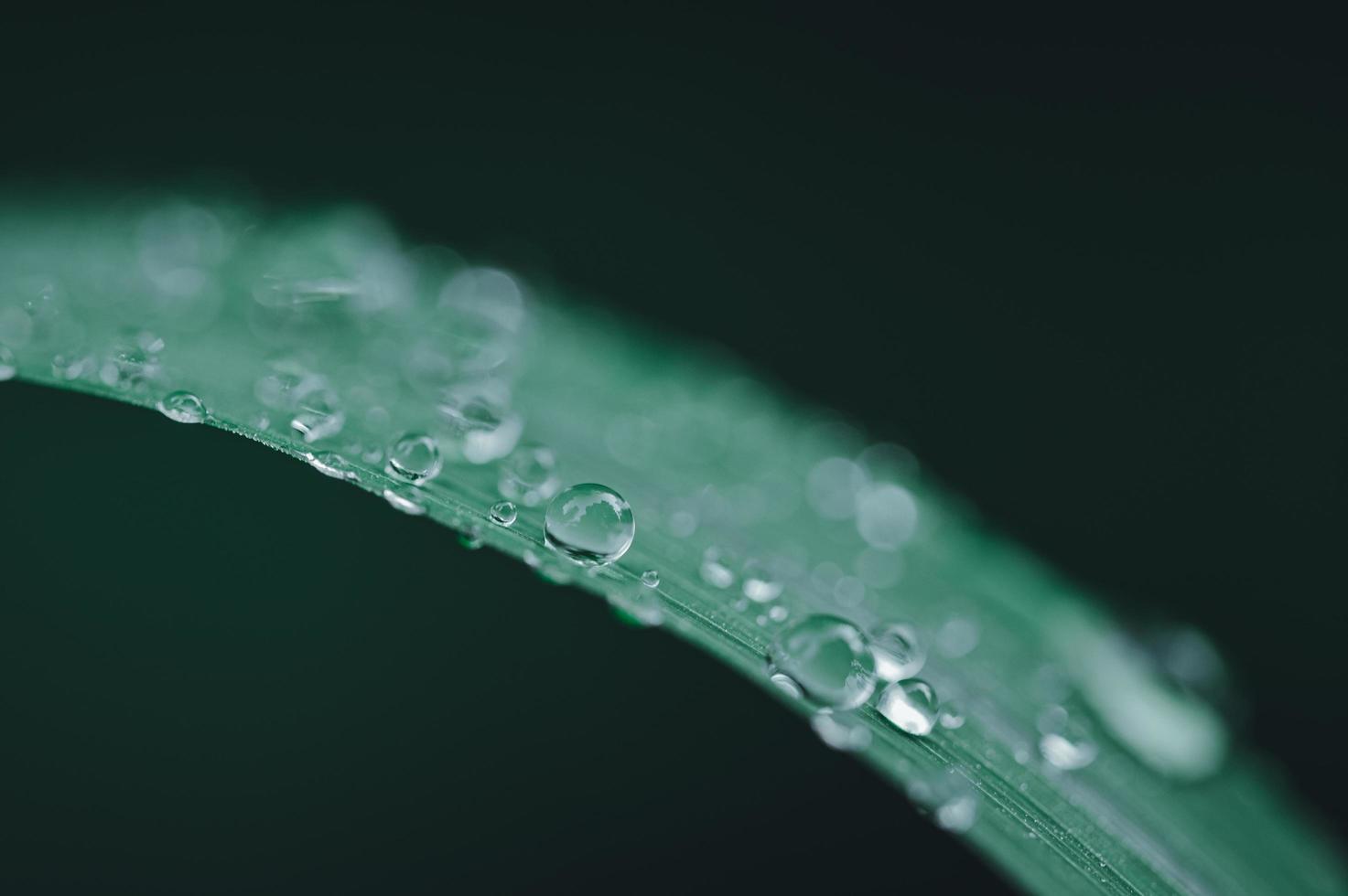 Water drops on green leaf photo