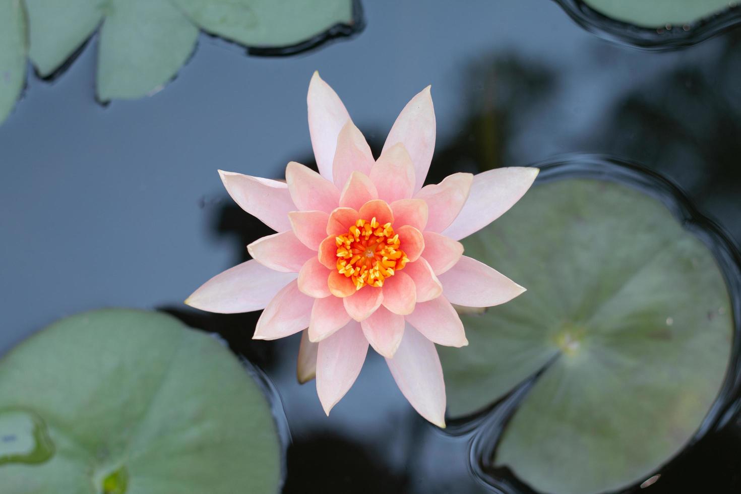 Close up pink lotus water lily flower photo