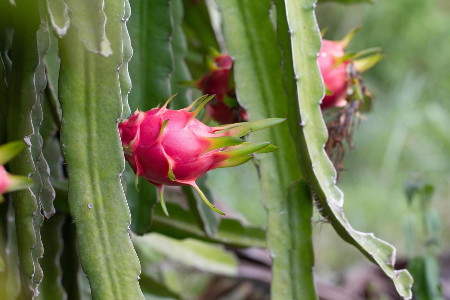 Dragon fruit on field  photo