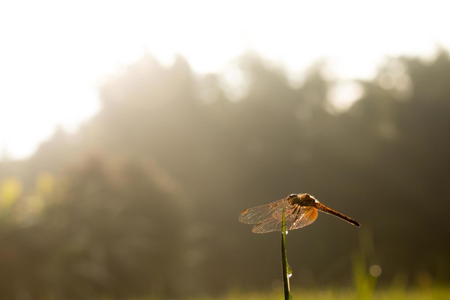 Beautiful dragonfly in the nature photo