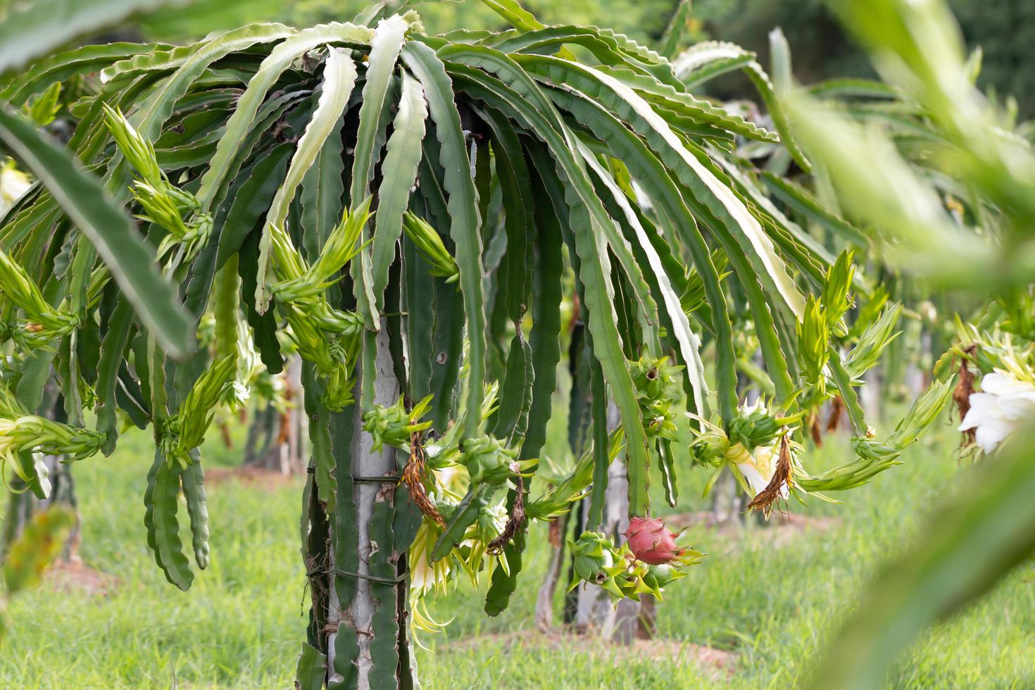 campo de fruta del dragón foto