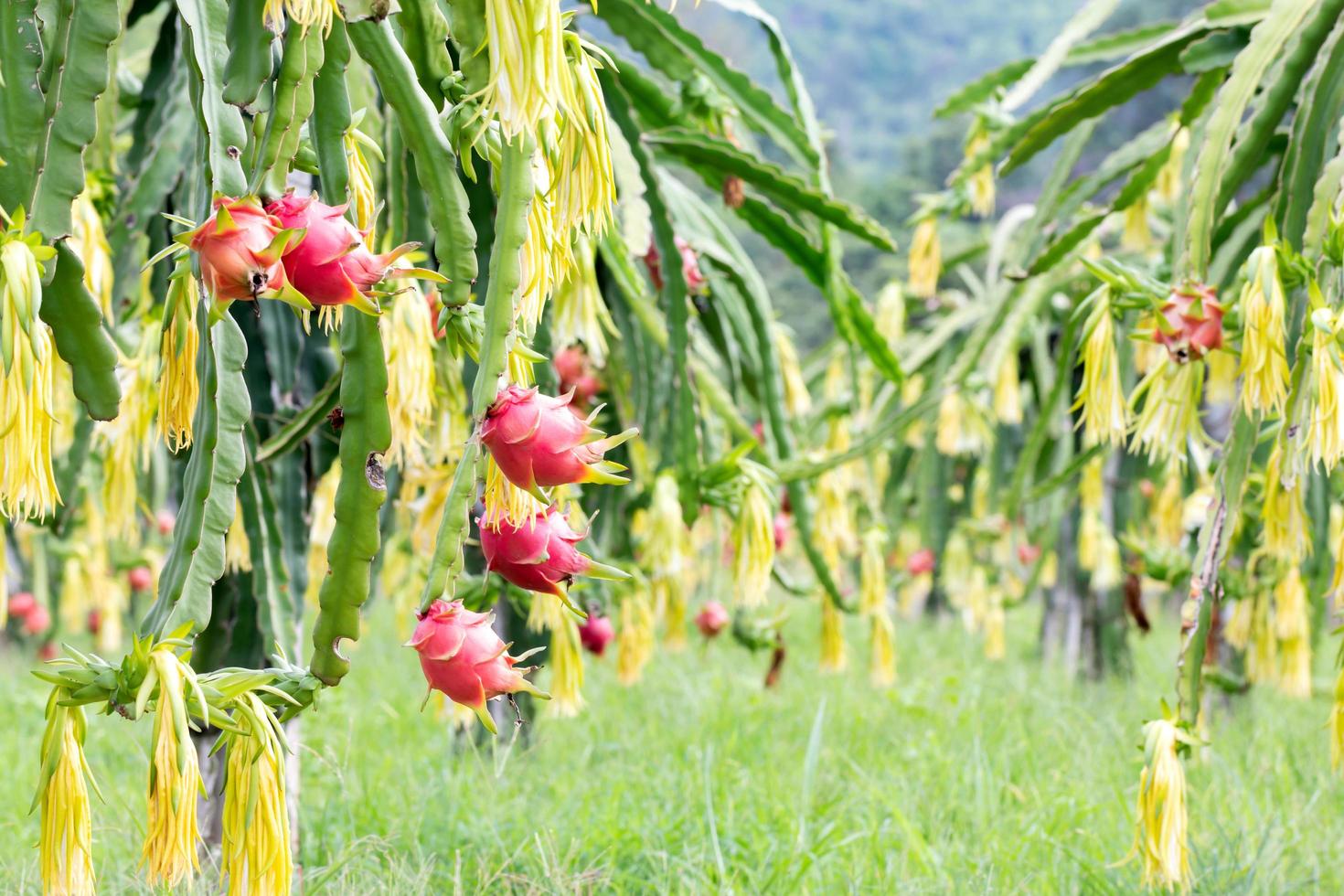 campo de fruta del dragón foto