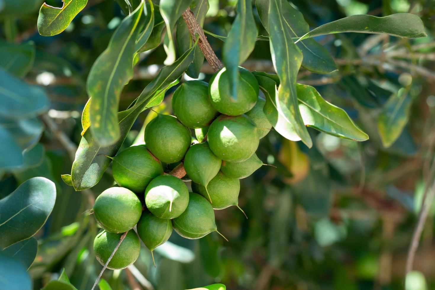 Macadamia nut hanging on the tree photo