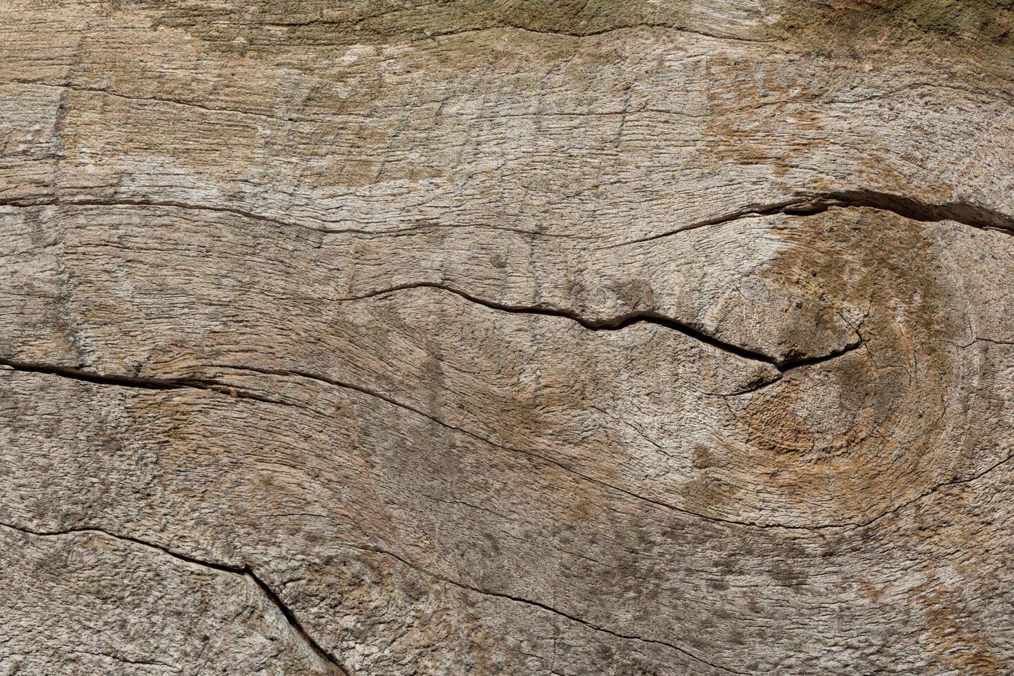 textura de madera vieja foto