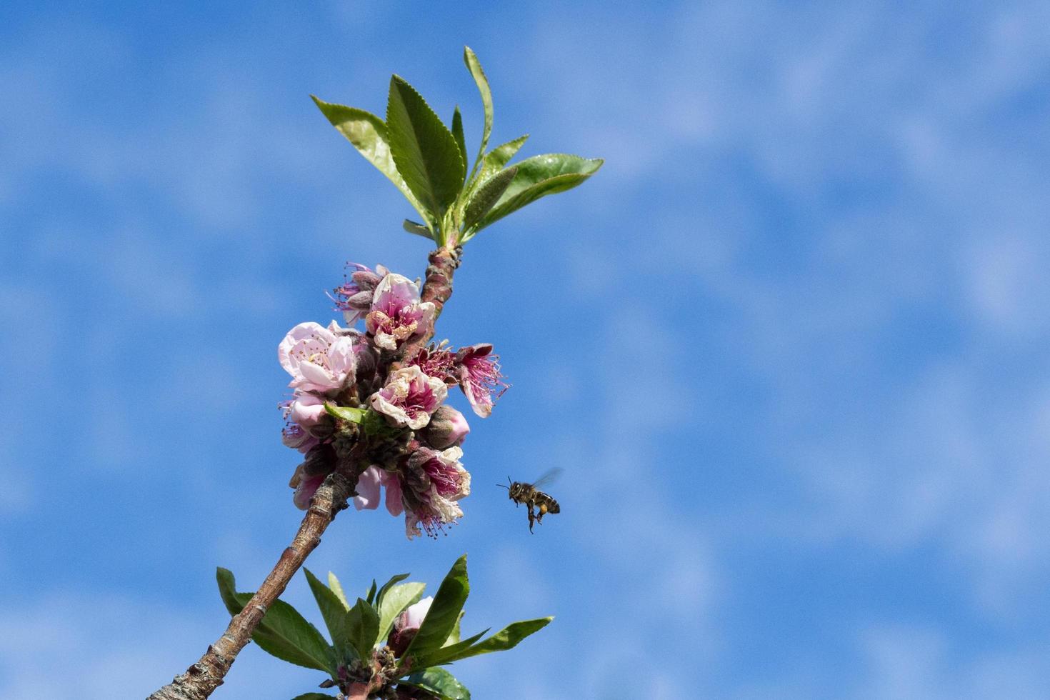 Bee flying at the flowers photo