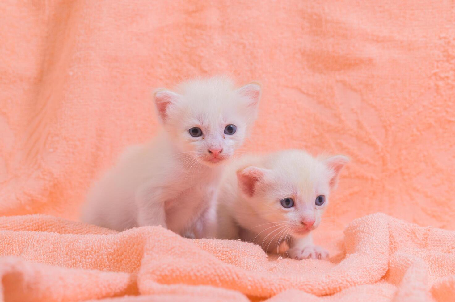 lindos gatitos blancos en una toalla foto