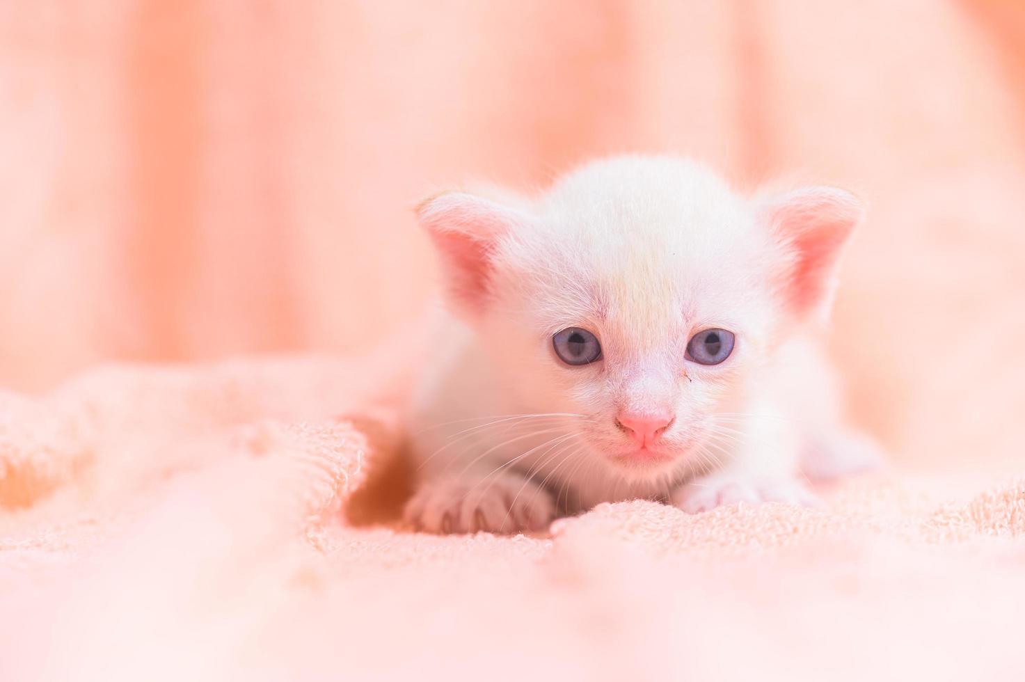 A cute kitten on a towel photo
