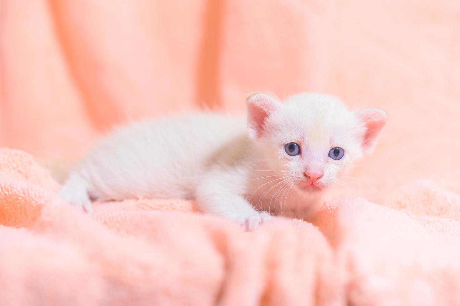 A cute white kitten on a towel photo