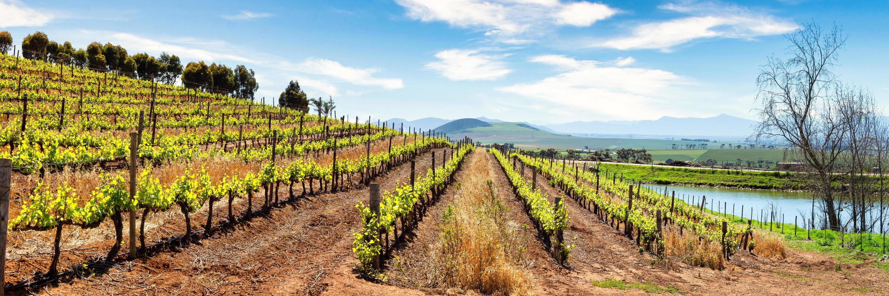 vista panorámica del viñedo foto