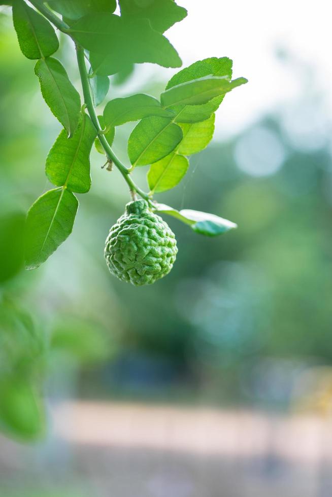 fruta de bergamota en un árbol foto