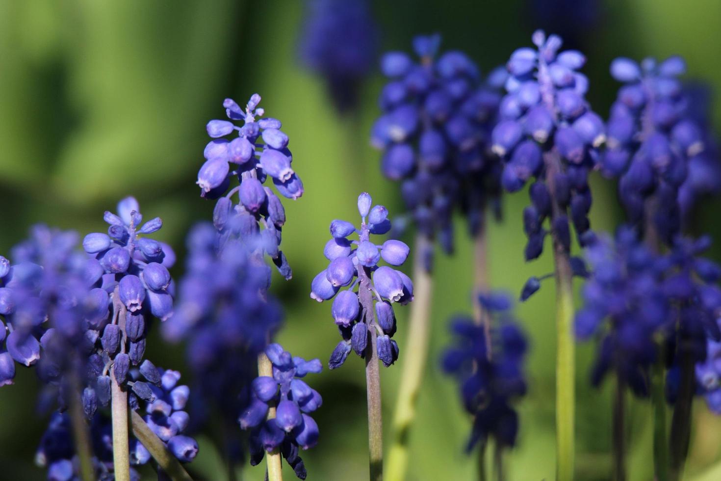 flores modrica azul foto