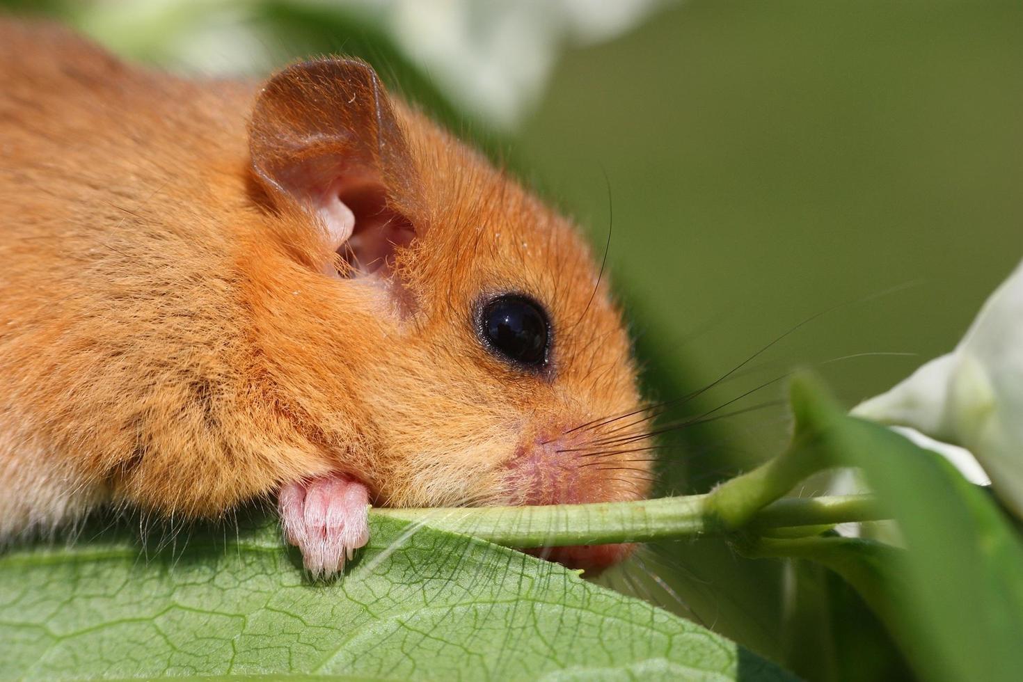 Dormouse with a leaf photo