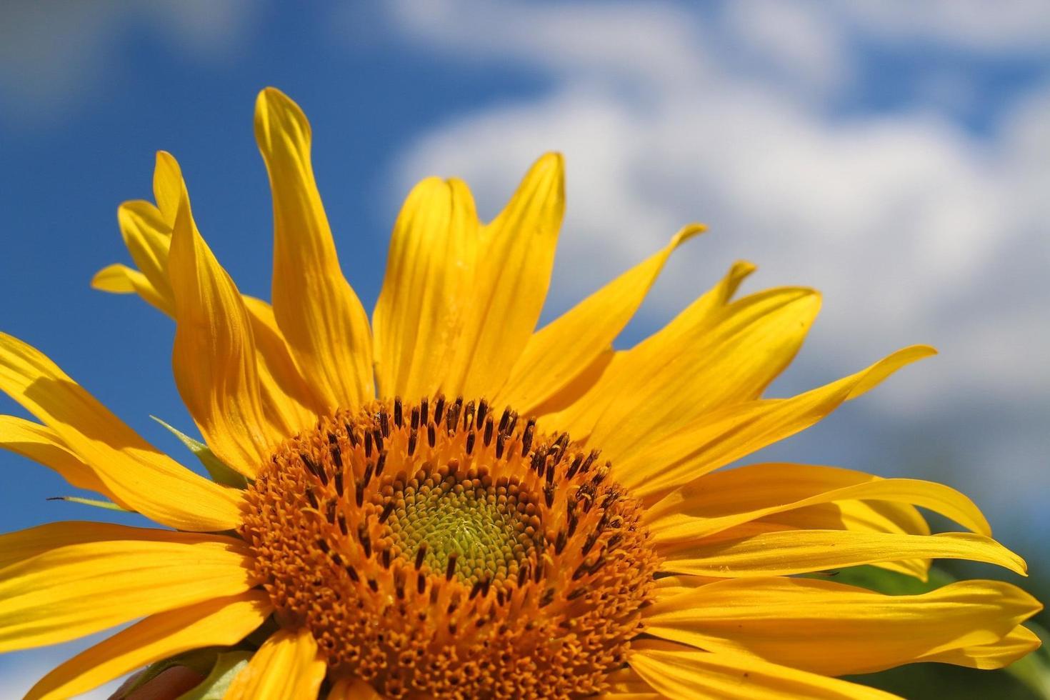 Close up of sunflower photo