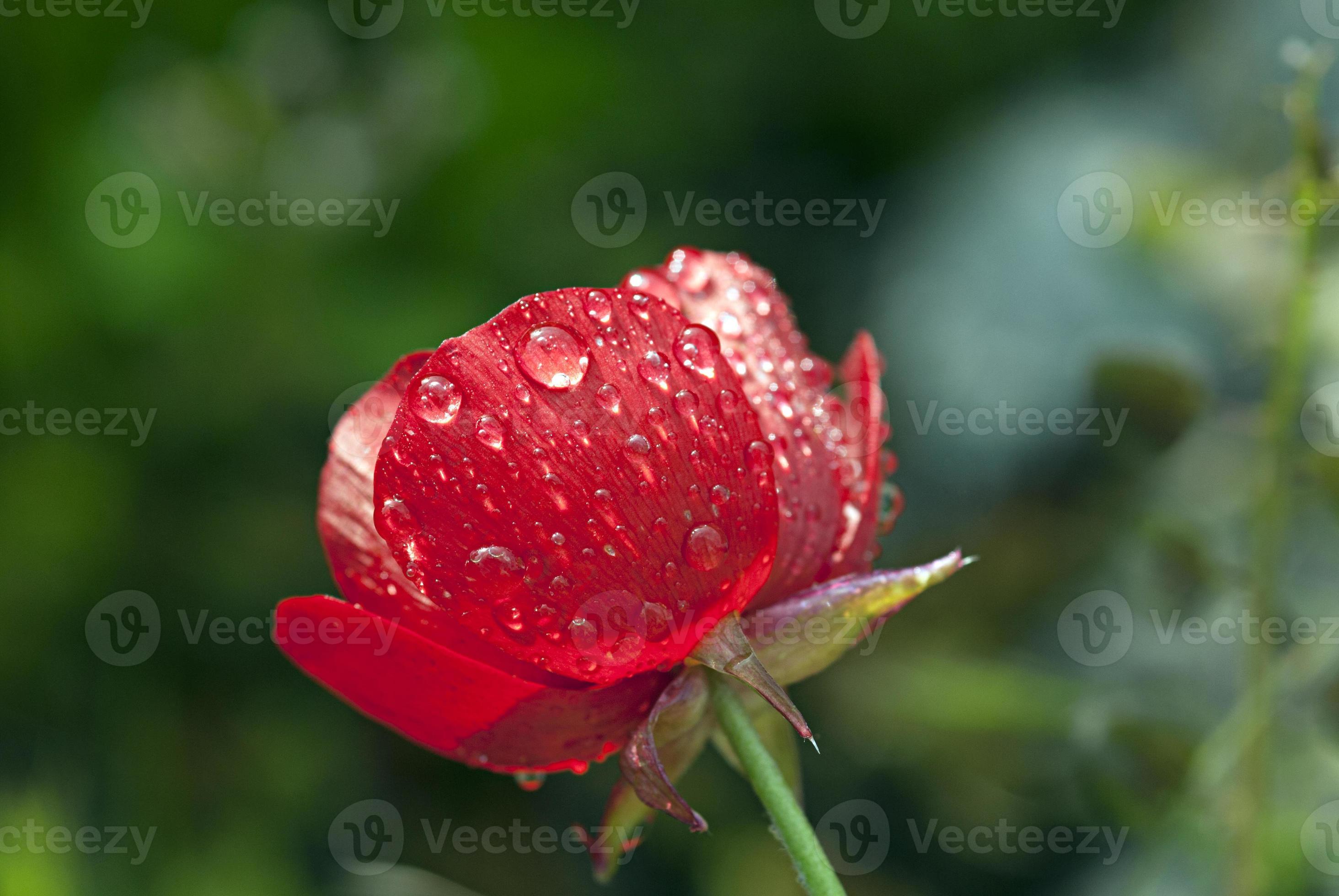flor roja con gotas de agua 1364267 Foto de stock en Vecteezy
