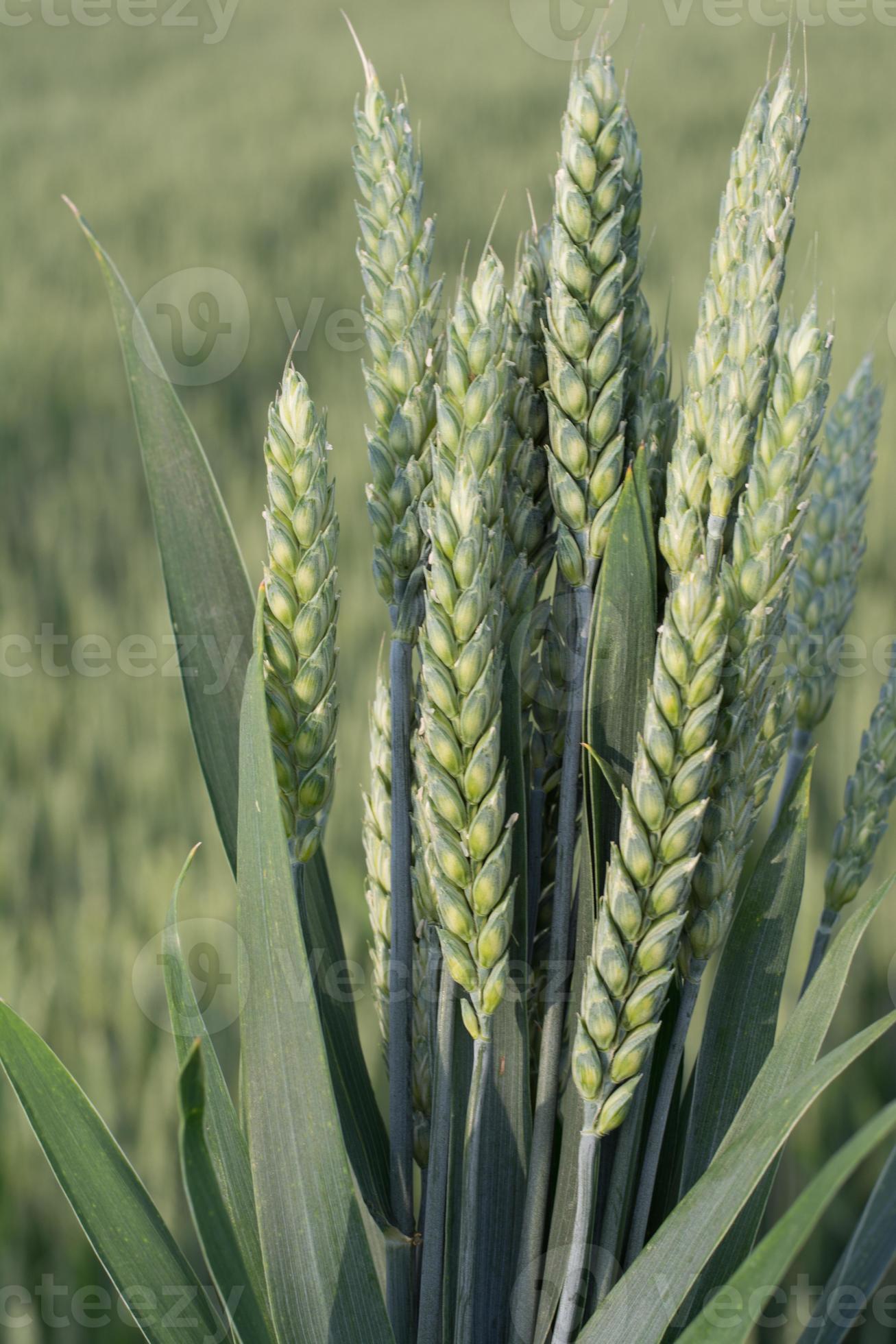 Wheat spike 1364394 Stock Photo at Vecteezy