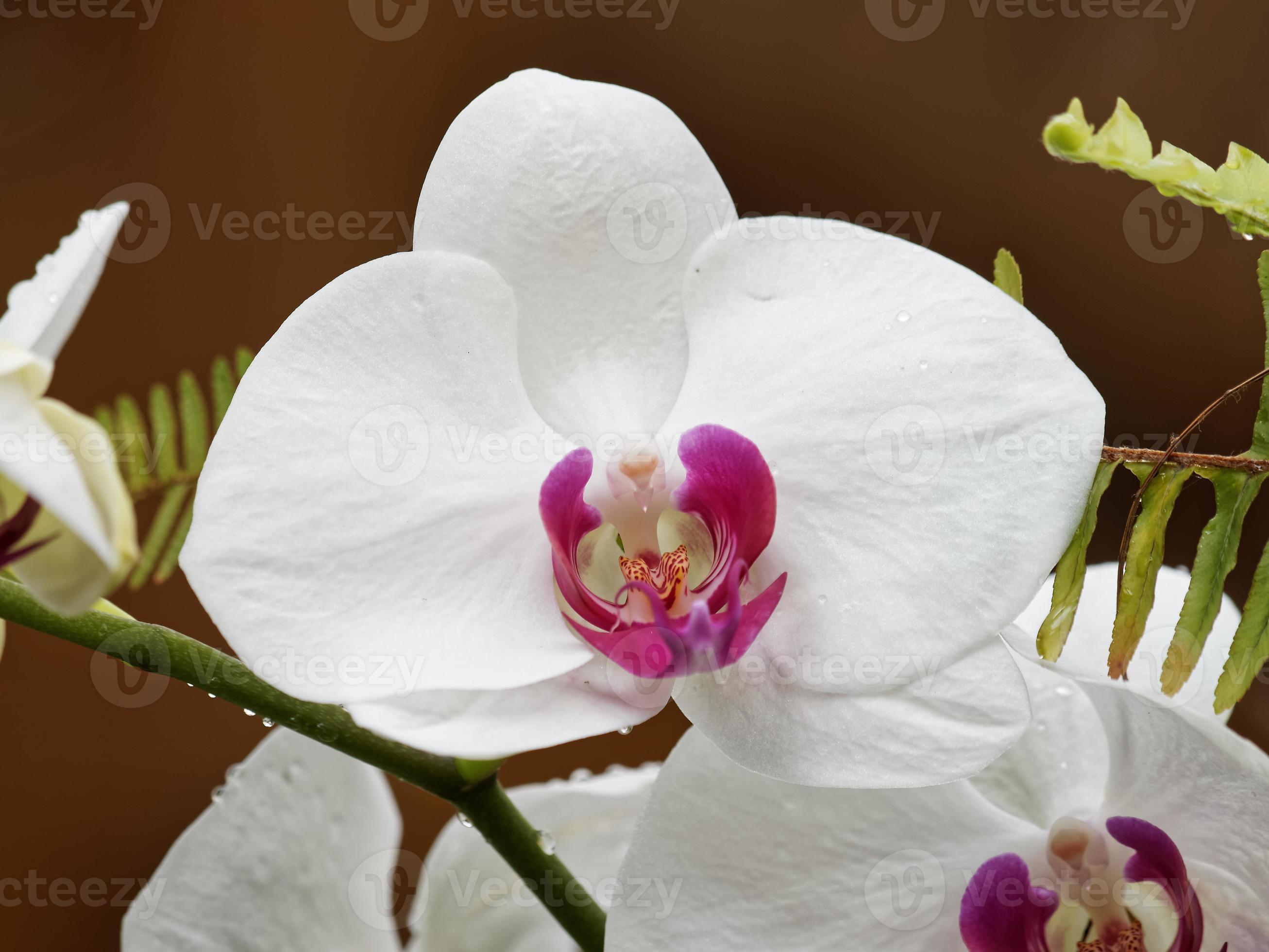 orquídeas blancas con corazón morado 1364565 Foto de stock en Vecteezy