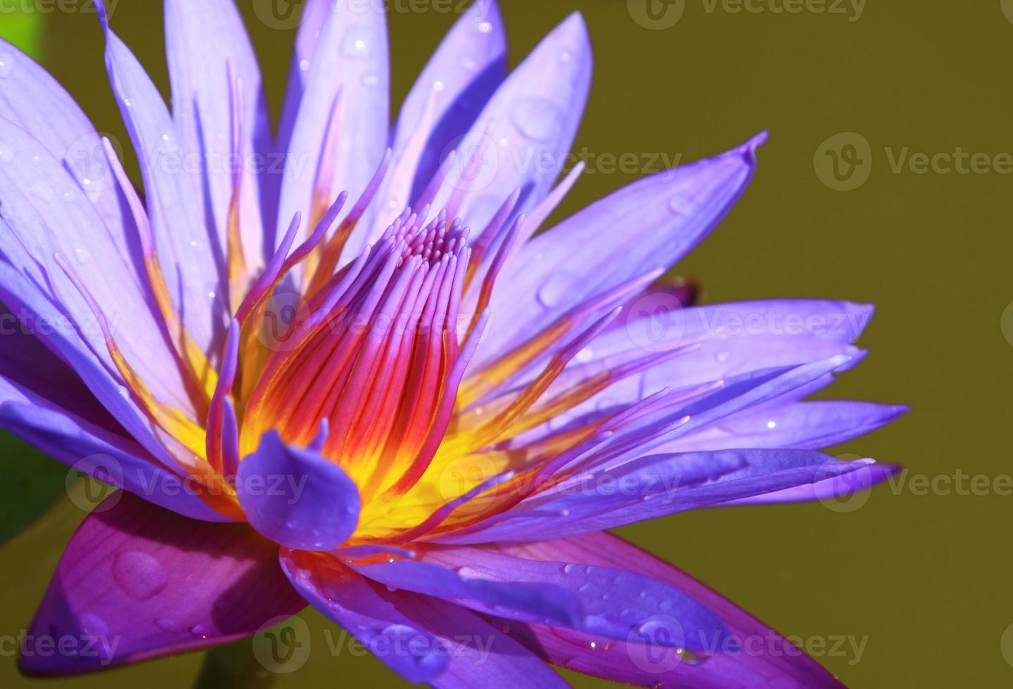 flor de lirio de agua violeta foto