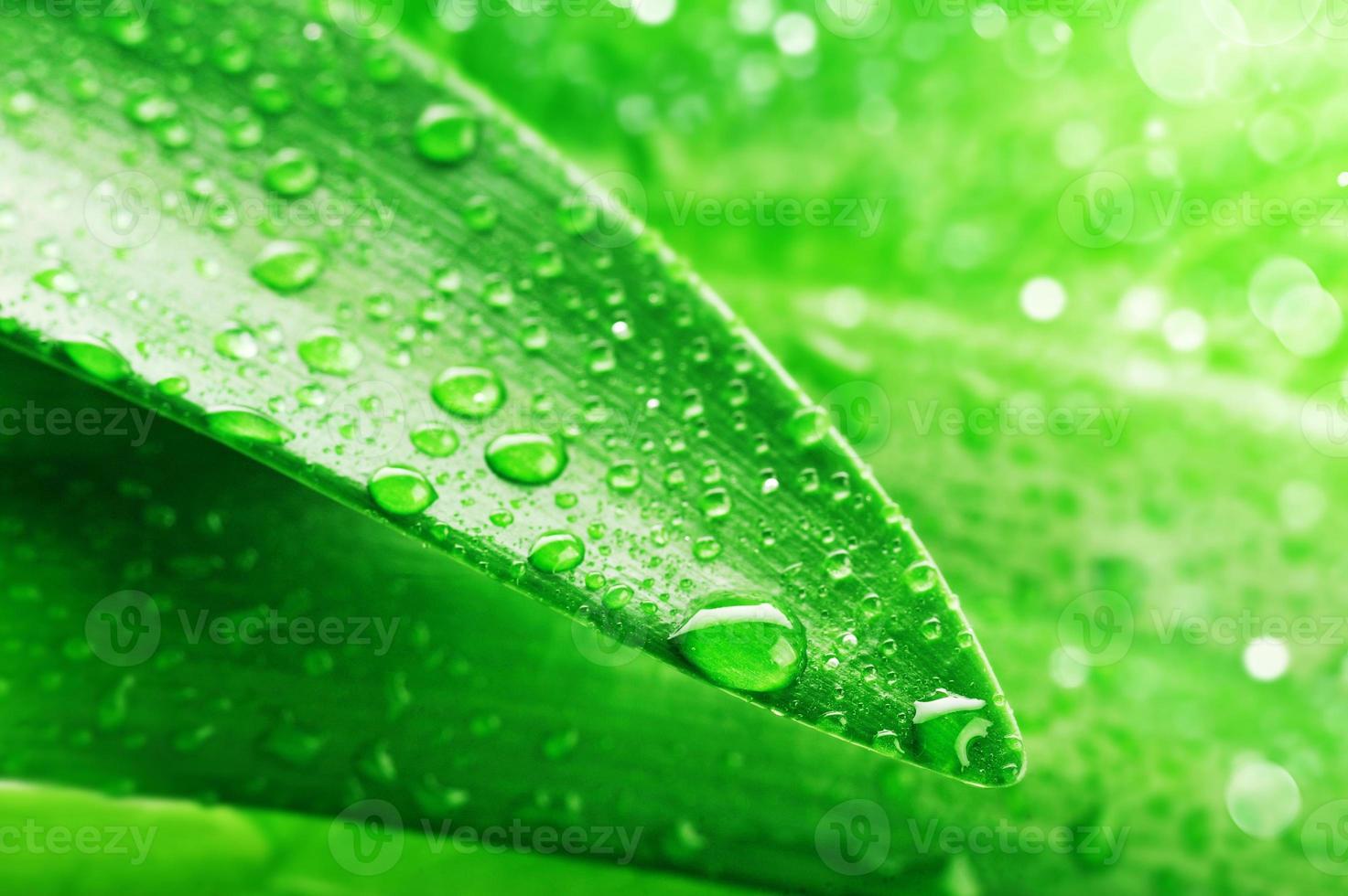 hoja verde y gota de agua foto