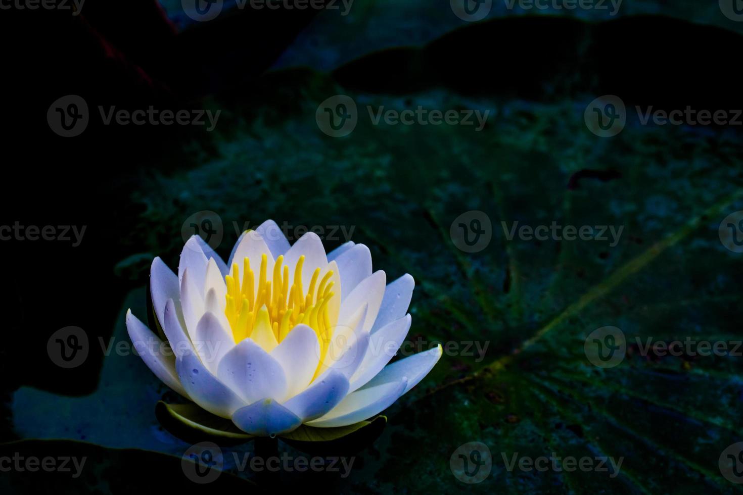 Water lily. Black background. 1365531 Stock Photo at Vecteezy
