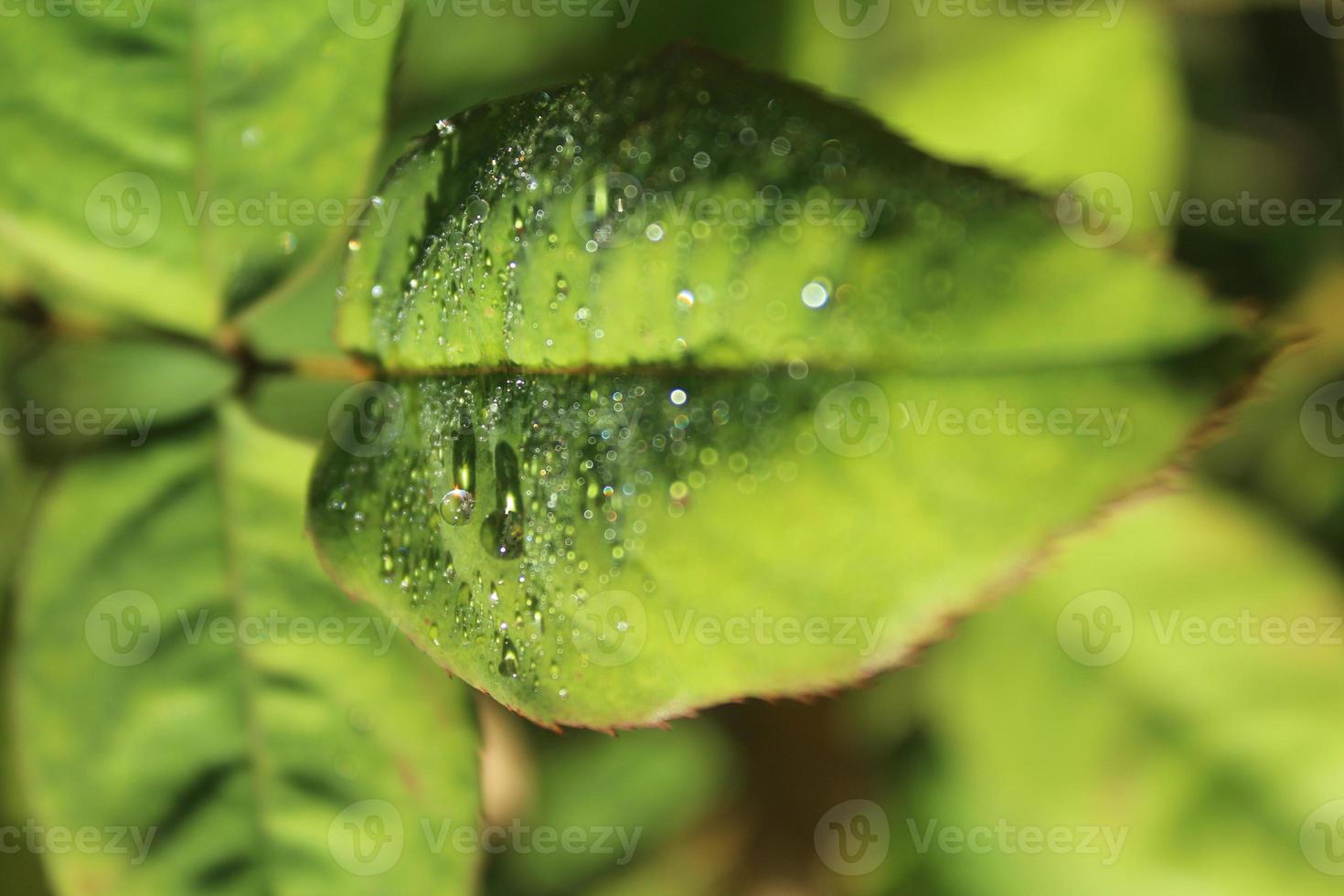 Leaf with Water Droplets photo