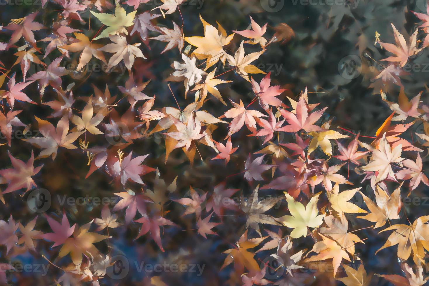 blurred maple leaves on water surface photo