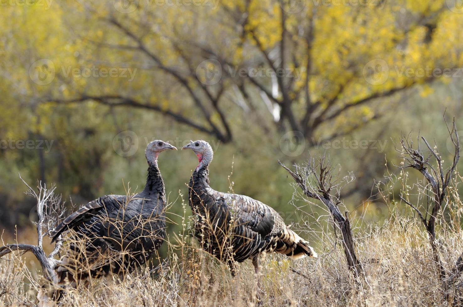 Love: Two Wild Turkeys in Fall With Yellow Leaves in Background photo