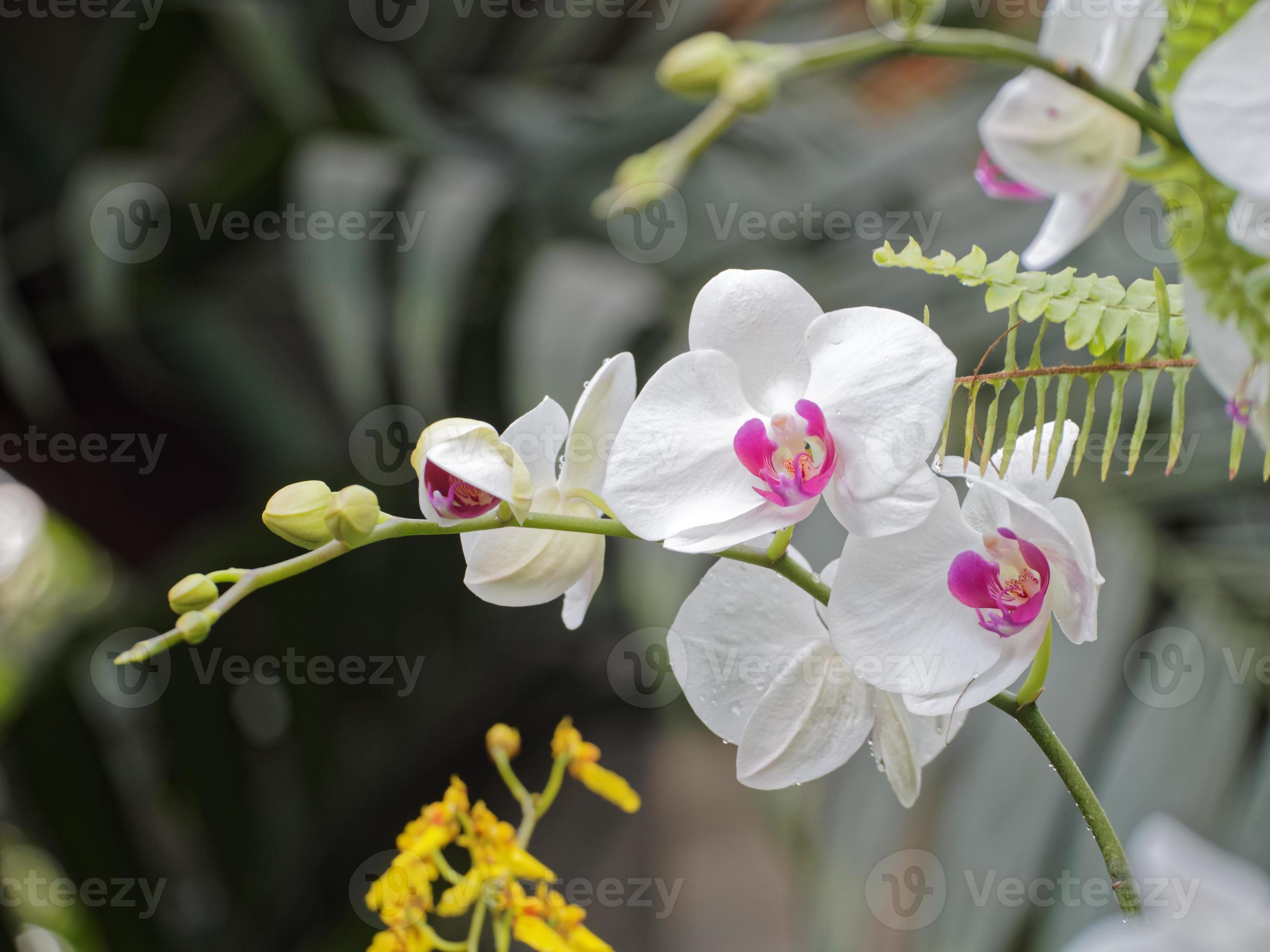 orquídeas blancas con corazón morado 1366132 Foto de stock en Vecteezy