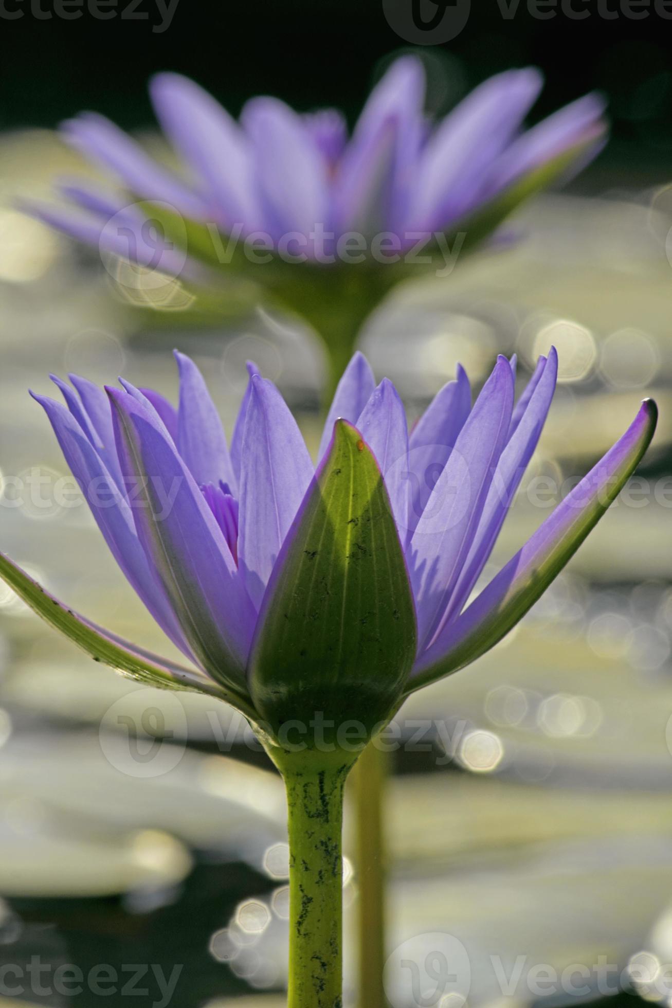 water lily, Blue lotus of India, Nymphaea nouchali photo