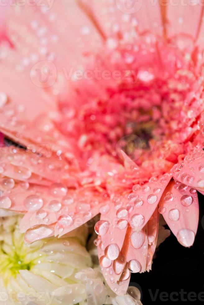 gotas de agua sobre la flor rosa 1367666 Foto de stock en Vecteezy gotas de agua sobre la flor rosa 1367666 Foto de stock en Vecteezy