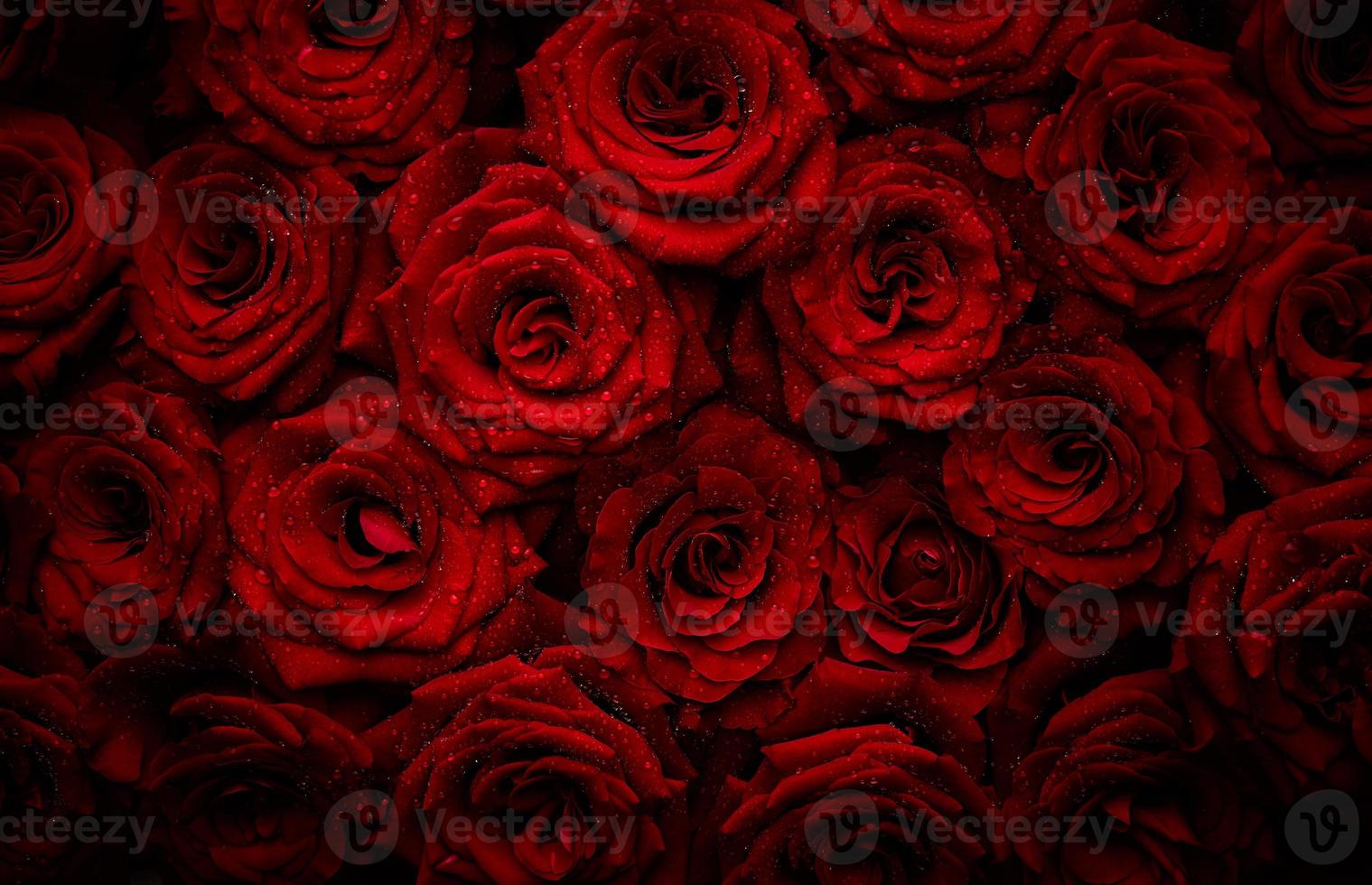 rosas con gotas de agua foto