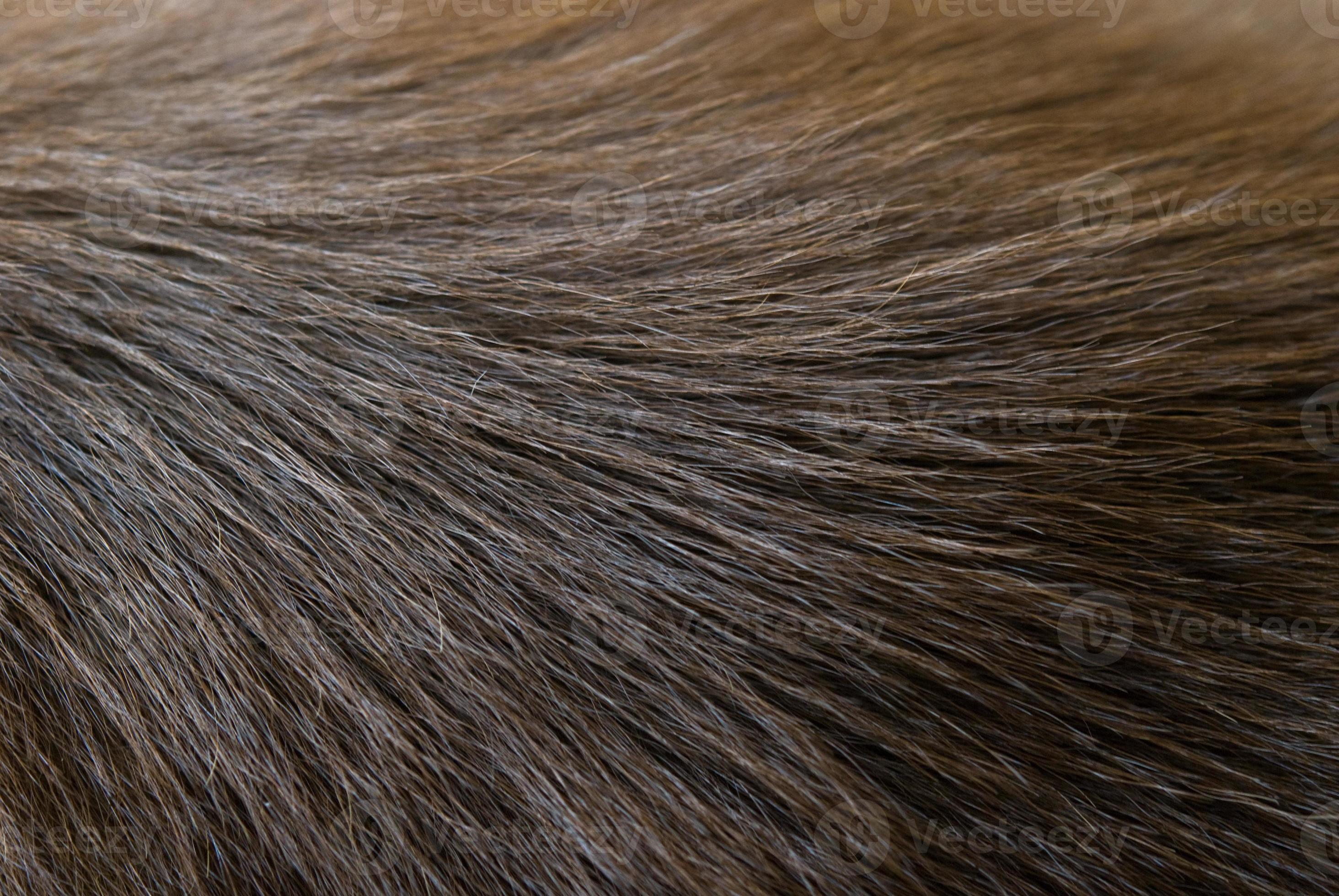 Dog fur texture 1368729 Stock Photo at Vecteezy