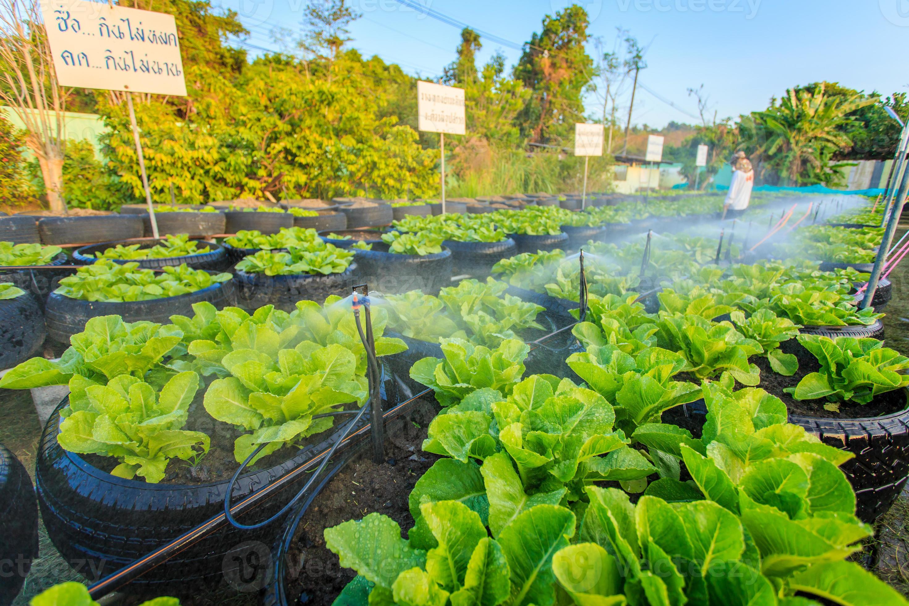 watering system in organic vegetable garden 1369039 Stock Photo at Vecteezy