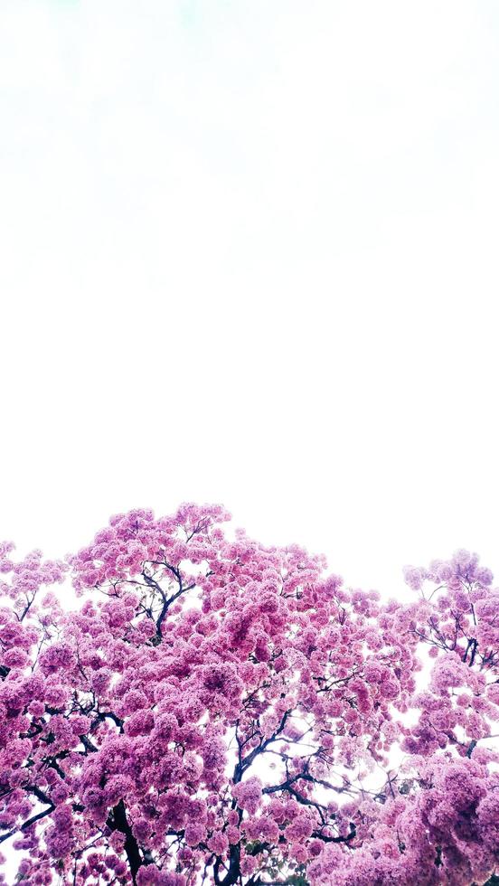 Pink blossoms on a tree photo