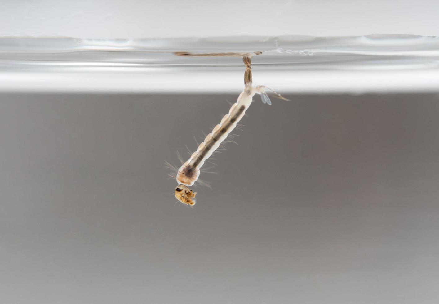 Larva mosquito in the water photo