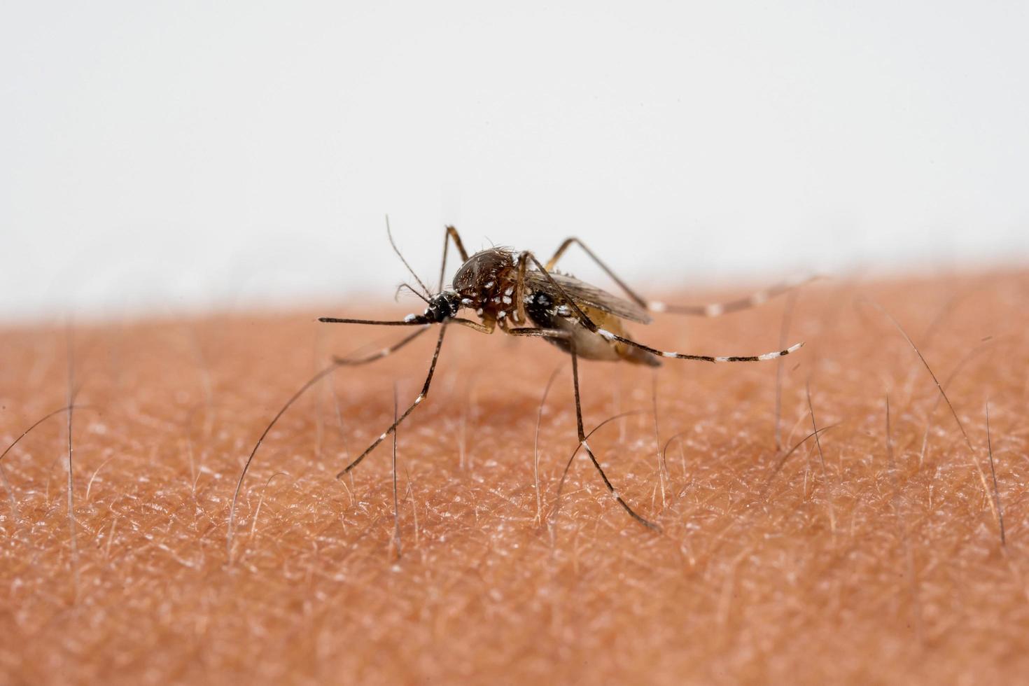 Mosquito on human skin photo