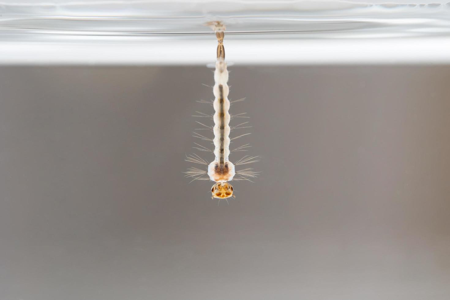 Larva mosquito in the water photo