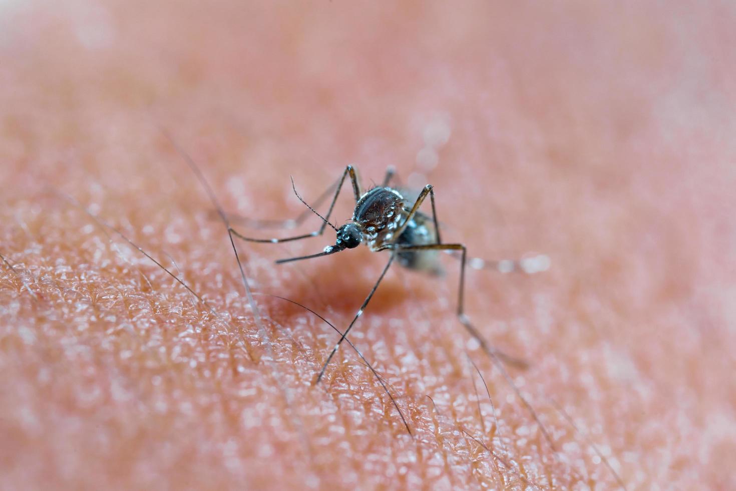 Mosquito biting human skin photo