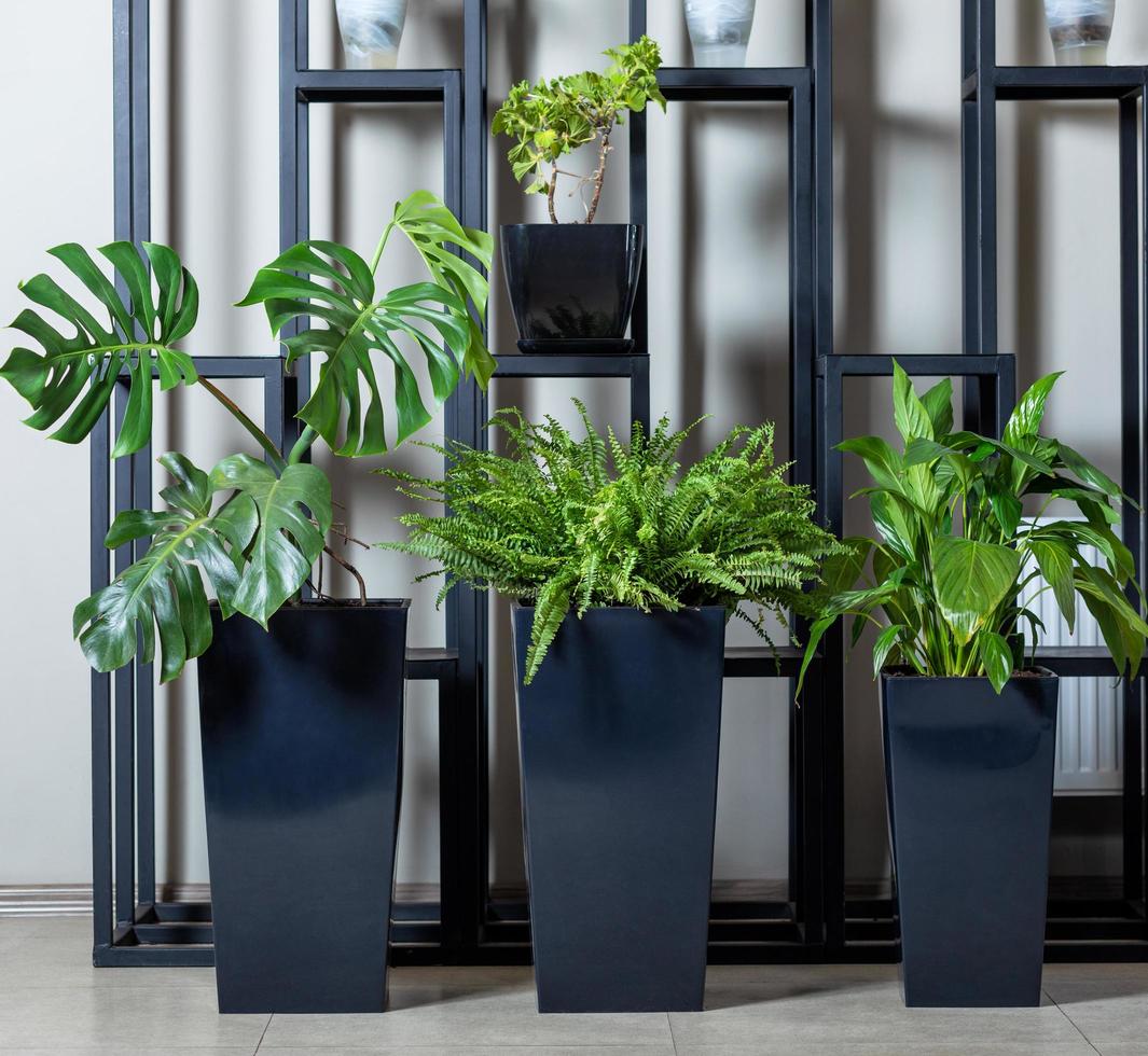 Monstera deliciosa plantas en macetas negras foto