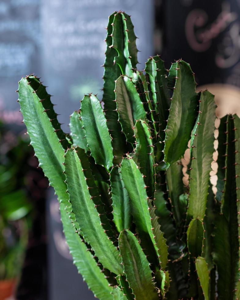 BIg cactus close up photo