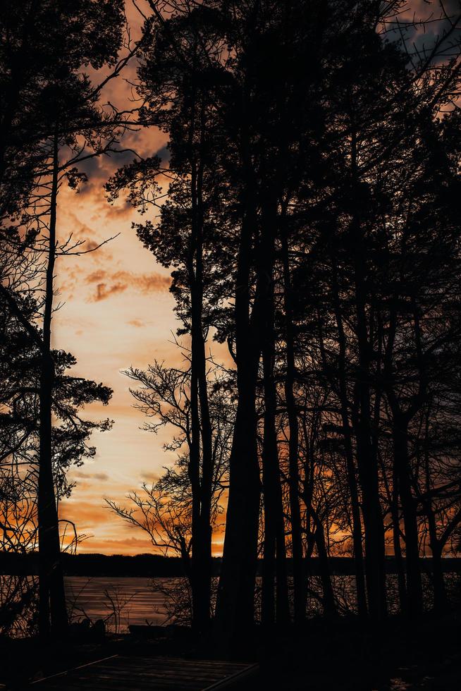 silueta de árboles bajo el cielo nublado durante la puesta de sol foto