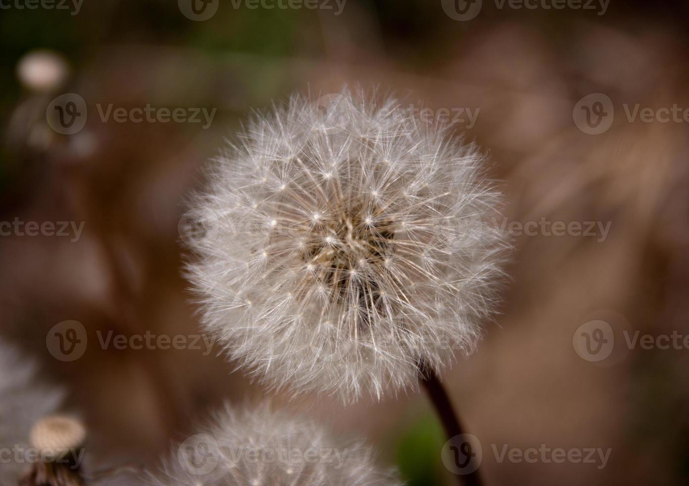 Dandelion flower macro photo