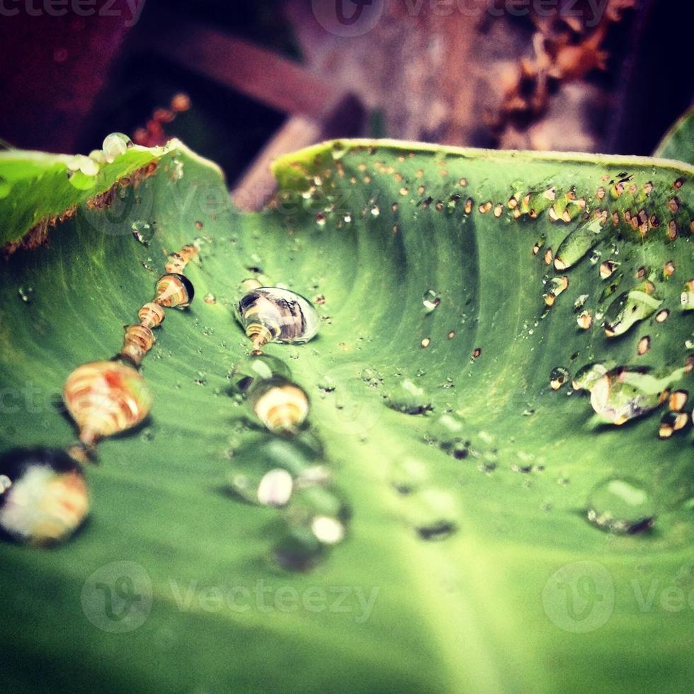 Drops On Leaves photo